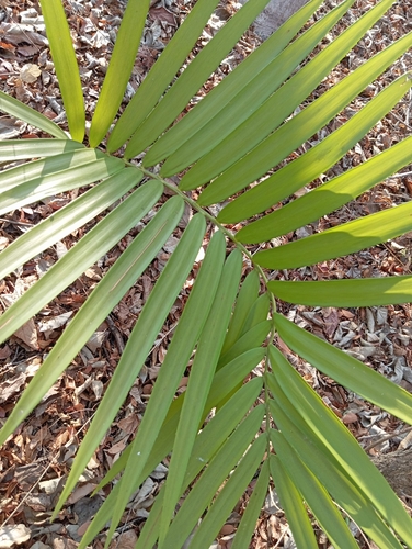 Cícada (Zamia paucijuga)