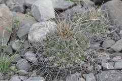 Thelocactus rinconensis rinconensis