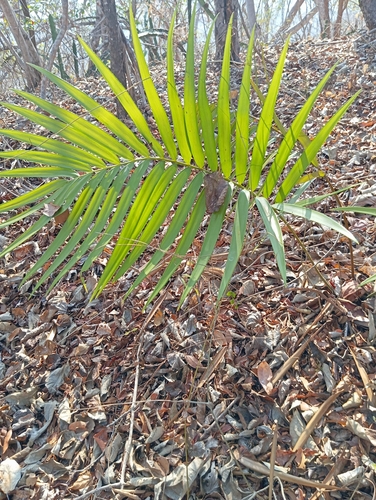 Cícada (Zamia paucijuga)