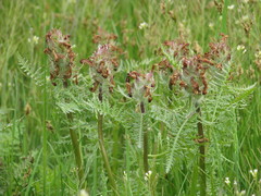 Pedicularis dasystachys