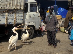 Pelecanus onocrotalus