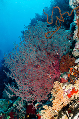 Melithaea