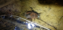 Appasus japonicus