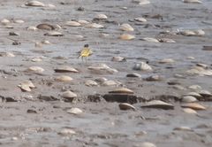 Motacilla flava feldegg