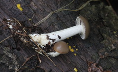 Lyophyllum fumosum