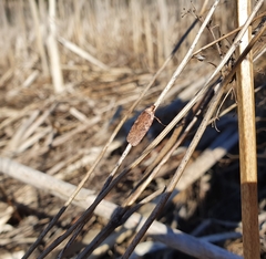 Agonopterix heracliana