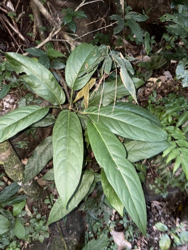 Piper arboreum, photograph 4