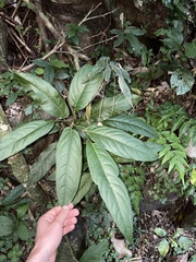 Piper arboreum, photograph (c) LPB, some rights reserved (CC BY)