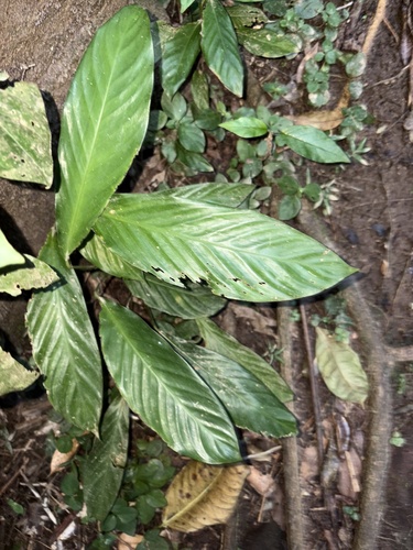 Goeppertia monophylla (Goeppertia monophylla)