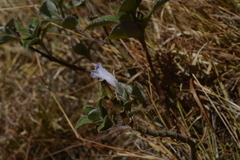 Strobilanthes kunthiana