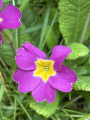 Primula vulgaris
