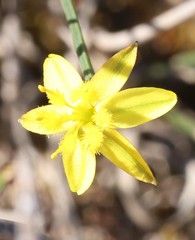 Tricoryne