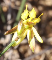 Tricoryne