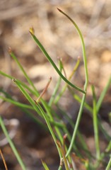 Tricoryne