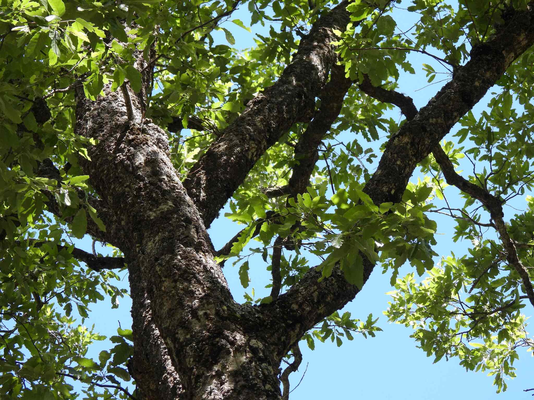 Quercus afares