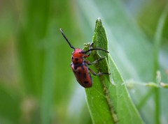 Tetraopes thermophilus