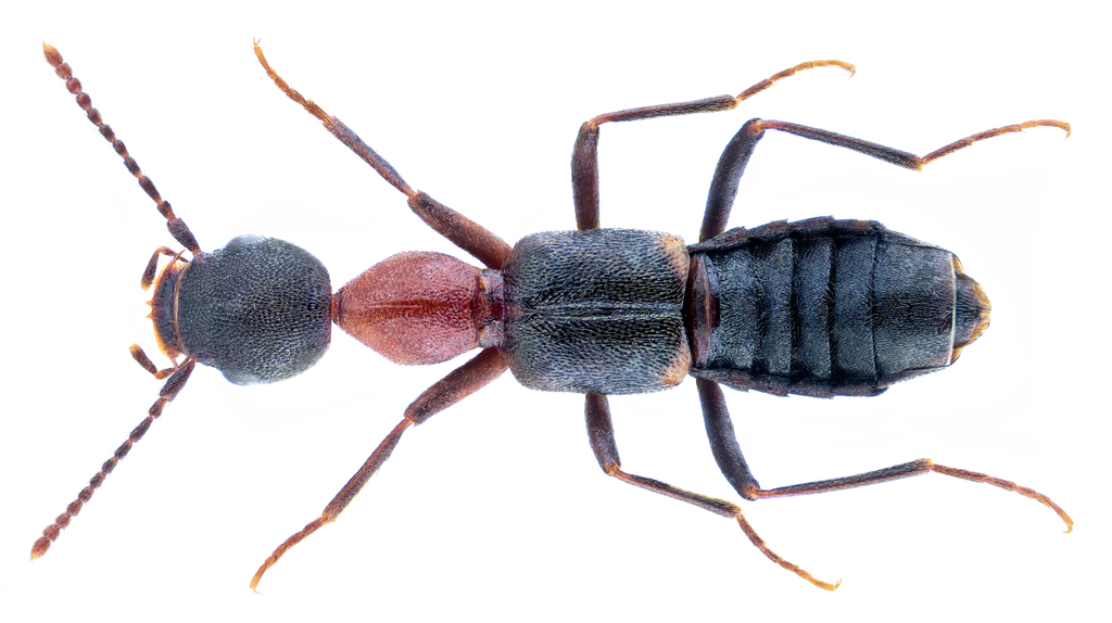 Staph beetle
