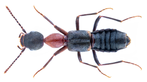 Staph beetle