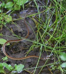 Thamnophis proximus