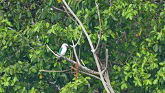 Todiramphus saurophagus