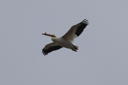 American White Pelican photographed in Colorado