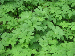 Aconitum lasiostomum