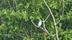 Todiramphus saurophagus