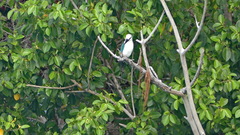 Todiramphus saurophagus