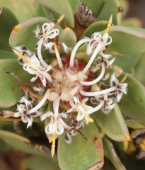 Isopogon buxifolius