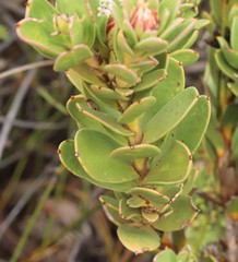 Isopogon buxifolius
