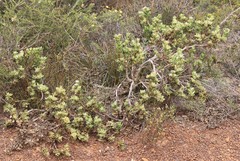 Isopogon buxifolius