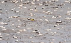 Motacilla flava feldegg