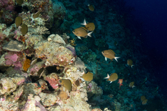 Chromis pembae