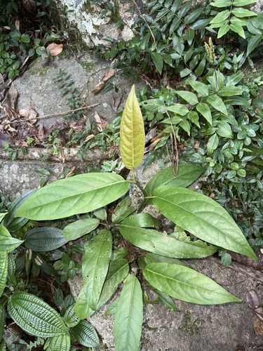 Piper arboreum, photograph 2