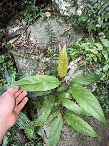 Piper arboreum, photograph 3