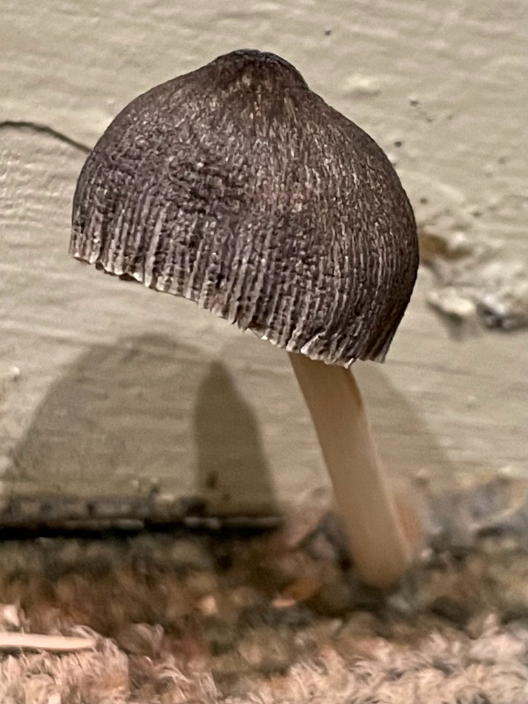 Pleated Pluteus