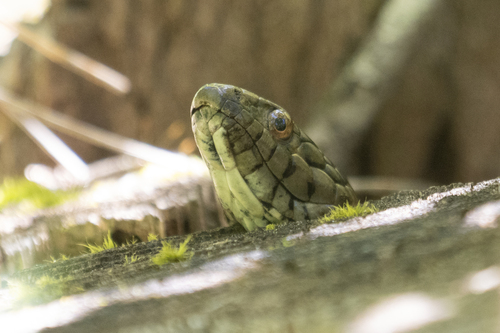 Sierra Garter Snake