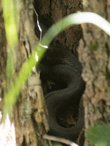 Sierra Garter Snake