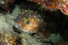 Cyclichthys spilostylus