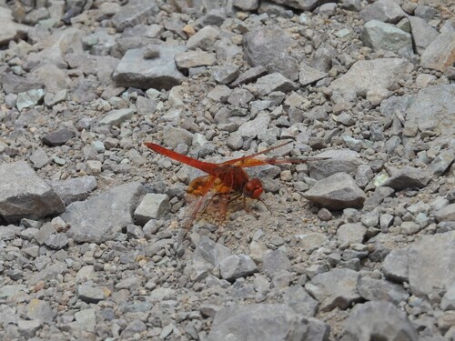 Orange-winged Dropwing