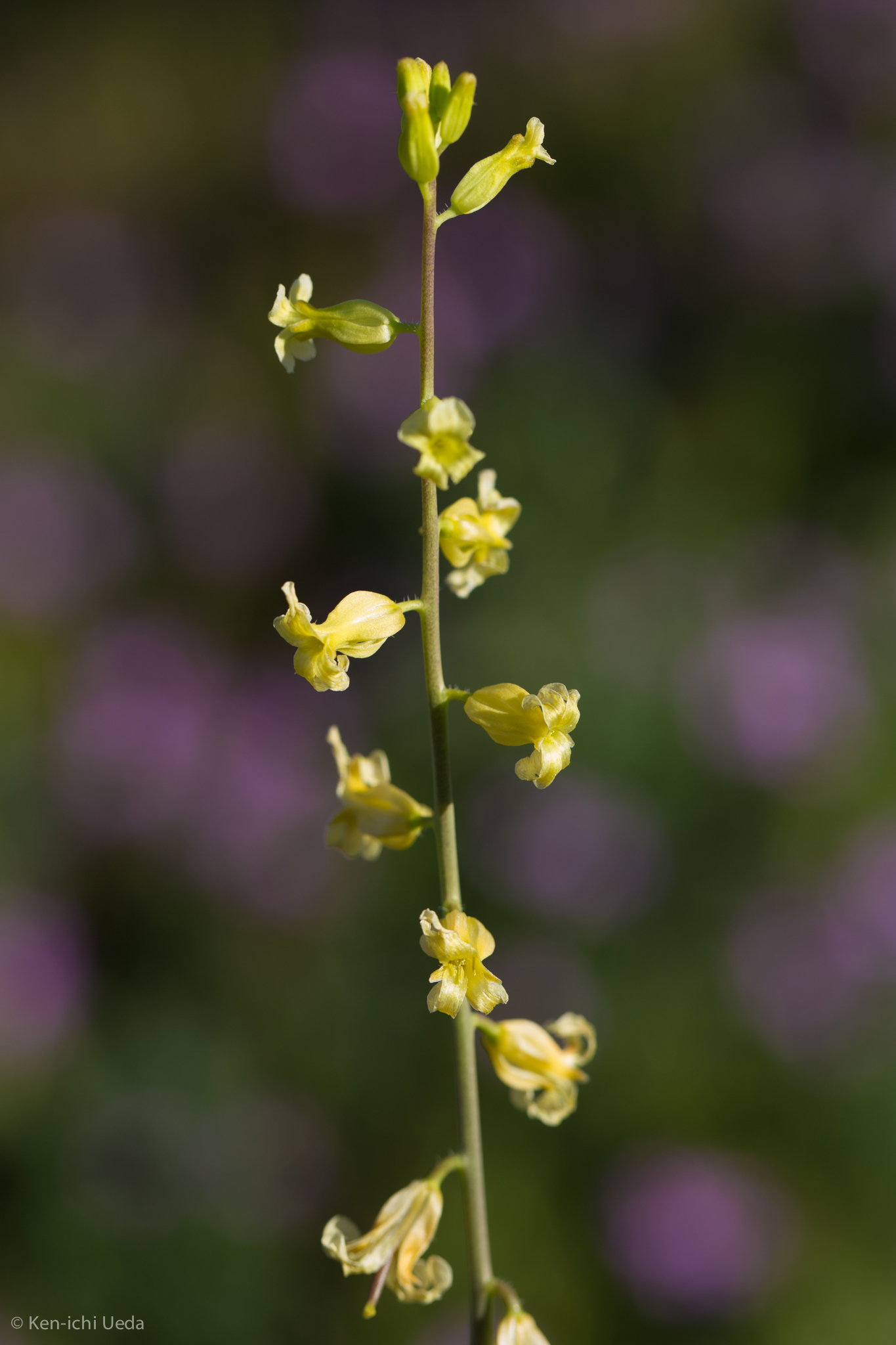 Caulanthus simulans