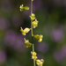 Payson's Jewelflower - Photo (c) Ken-ichi Ueda, some rights reserved (CC BY), uploaded by Ken-ichi Ueda
