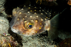 Cyclichthys spilostylus
