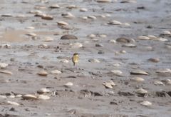 Motacilla flava feldegg