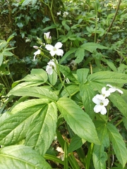 Cardamine heptaphylla