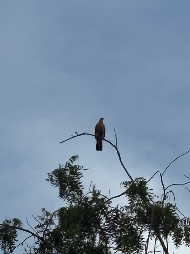 Yellow-headed Caracara