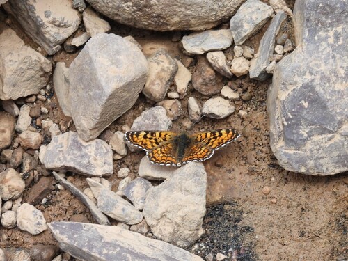 Algerian Fritillary