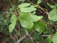 Pithecellobium keyense