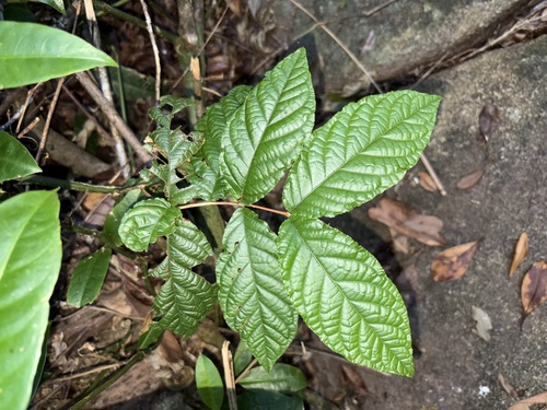 Campomanesia reitziana