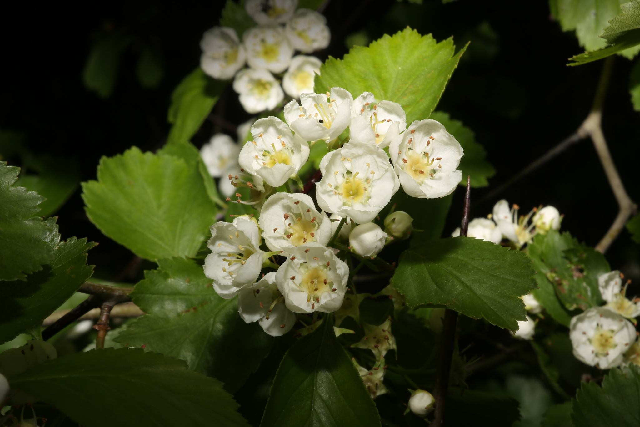 Crataegus dodgei